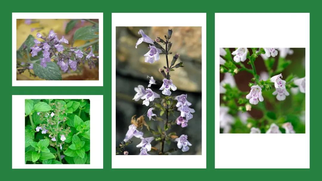 世界地理香料索引(2)——Geographic Spice Index(2) 世界地理香料索引(2)——Geographic Spice Index(2)