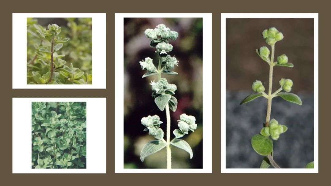 世界地理香料索引(3)——Geographic Spice Index(3) 世界地理香料索引(3)——Geographic Spice Index(3)