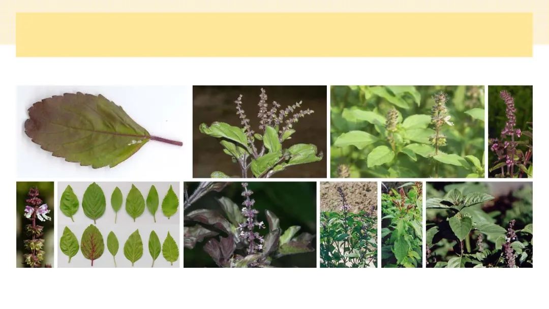 世界地理香料索引(4)—World Geographic Spice Index (4) 世界地理香料索引(4)—World Geographic Spice Index (4)