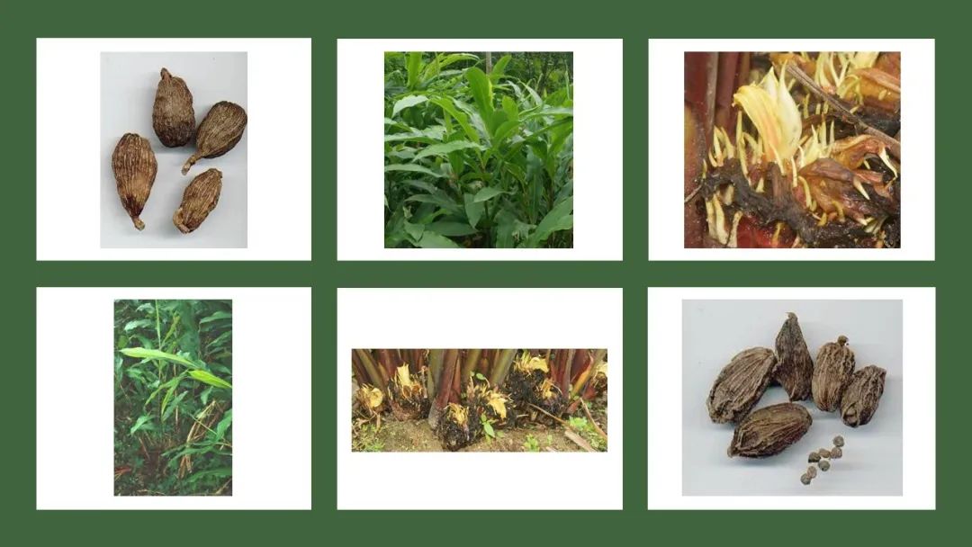 世界地理香料索引(4)—World Geographic Spice Index (4) 世界地理香料索引(4)—World Geographic Spice Index (4)