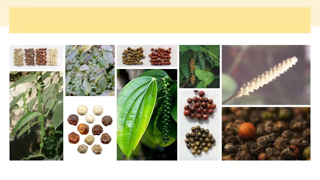 世界地理香料索引(4)—World Geographic Spice Index (4) 世界地理香料索引(4)—World Geographic Spice Index (4)