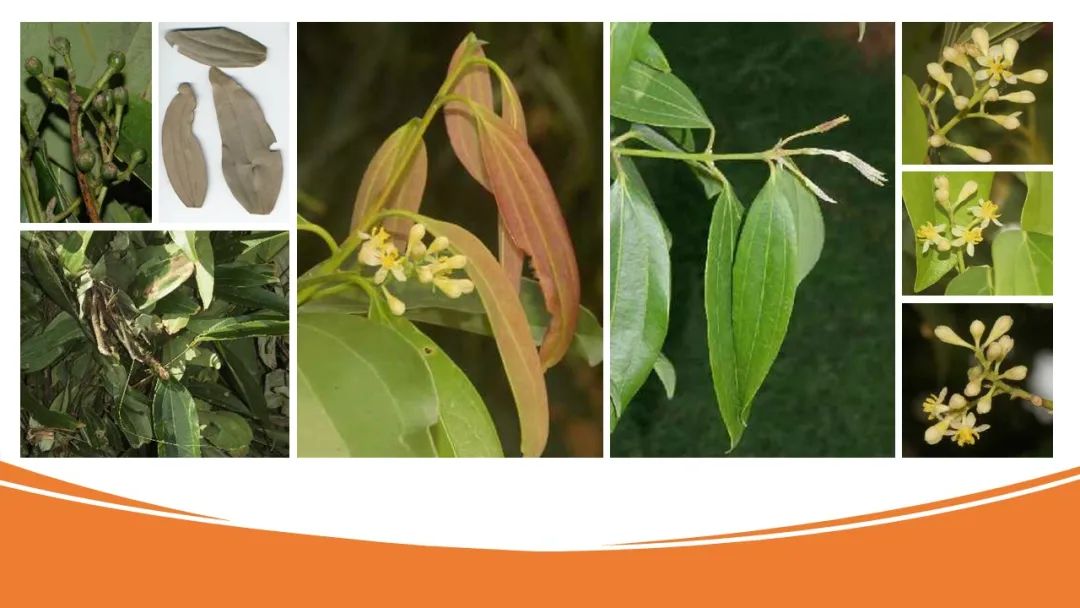 世界地理香料索引(4)—World Geographic Spice Index (4) 世界地理香料索引(4)—World Geographic Spice Index (4)