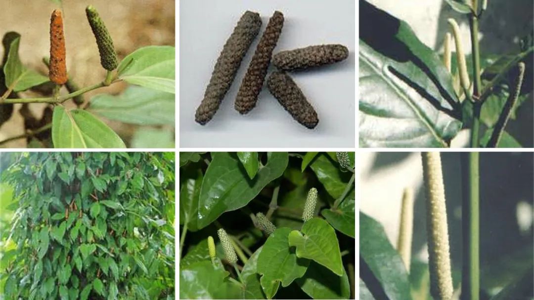 世界地理香料索引(4)—World Geographic Spice Index (4) 世界地理香料索引(4)—World Geographic Spice Index (4)