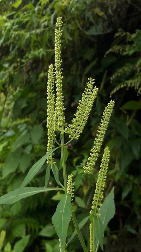 世界地理香料索引(4)—World Geographic Spice Index (4) 世界地理香料索引(4)—World Geographic Spice Index (4)