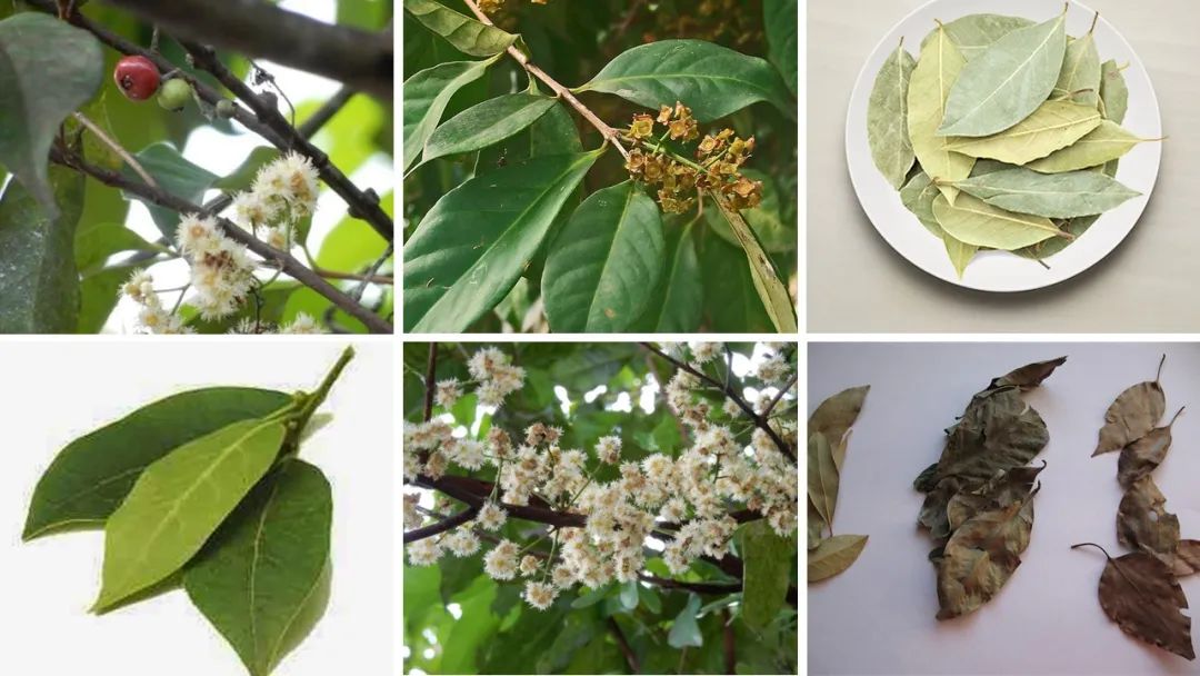 世界地理香料索引(5)—World Geographic Spice Index 世界地理香料索引(5)—World Geographic Spice Index