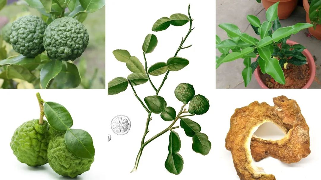 世界地理香料索引(5)—World Geographic Spice Index 世界地理香料索引(5)—World Geographic Spice Index