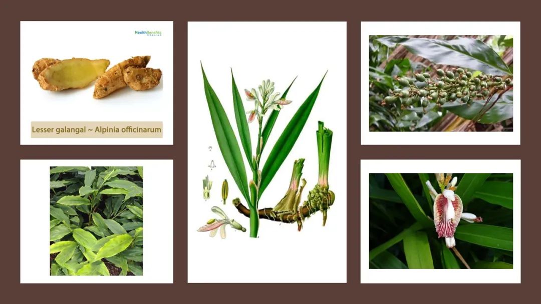 世界地理香料索引(5)—World Geographic Spice Index 世界地理香料索引(5)—World Geographic Spice Index