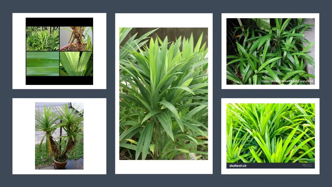 世界地理香料索引(5)—World Geographic Spice Index 世界地理香料索引(5)—World Geographic Spice Index