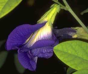 世界地理香料索引(5)—World Geographic Spice Index 世界地理香料索引(5)—World Geographic Spice Index