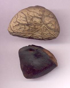 世界地理香料索引(5)—World Geographic Spice Index 世界地理香料索引(5)—World Geographic Spice Index