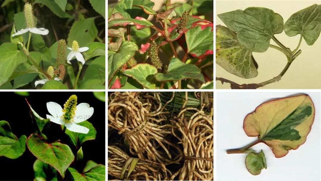 世界地理香料索引(6)—World Geographic Spice Index 世界地理香料索引(6)—World Geographic Spice Index