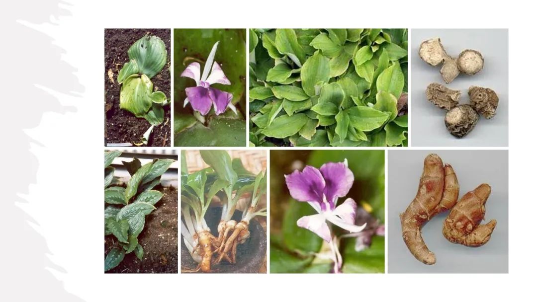 世界地理香料索引(6)—World Geographic Spice Index 世界地理香料索引(6)—World Geographic Spice Index