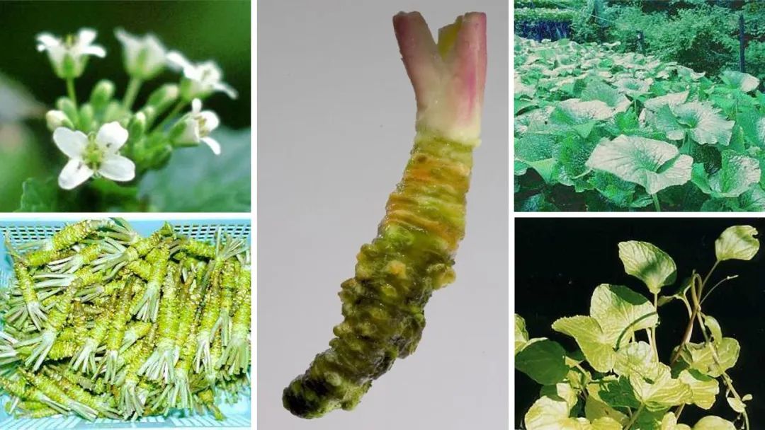 世界地理香料索引(6)—World Geographic Spice Index 世界地理香料索引(6)—World Geographic Spice Index