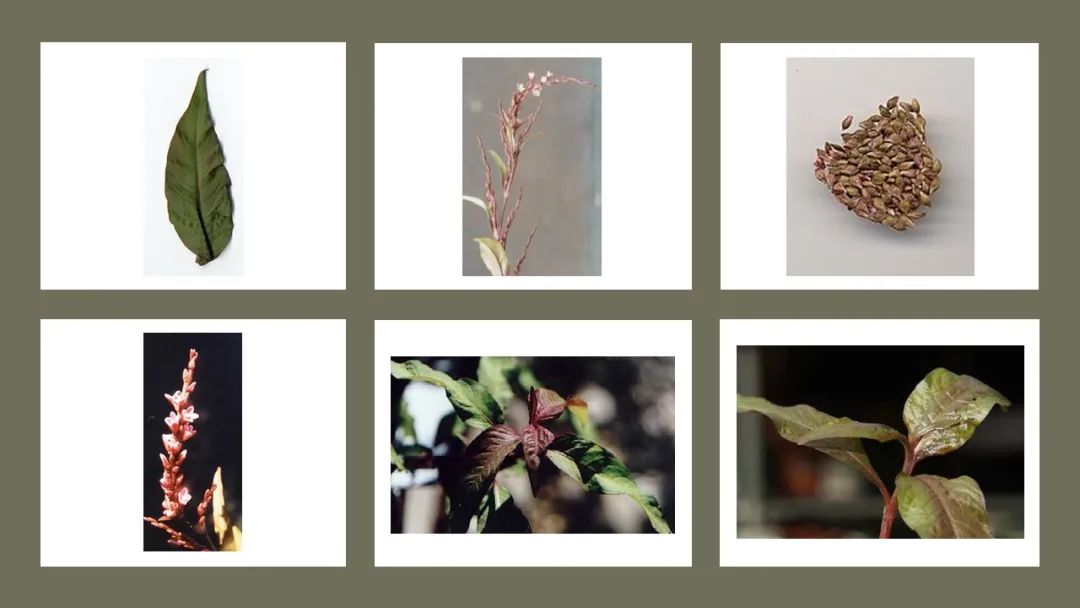 世界地理香料索引(6)—World Geographic Spice Index 世界地理香料索引(6)—World Geographic Spice Index