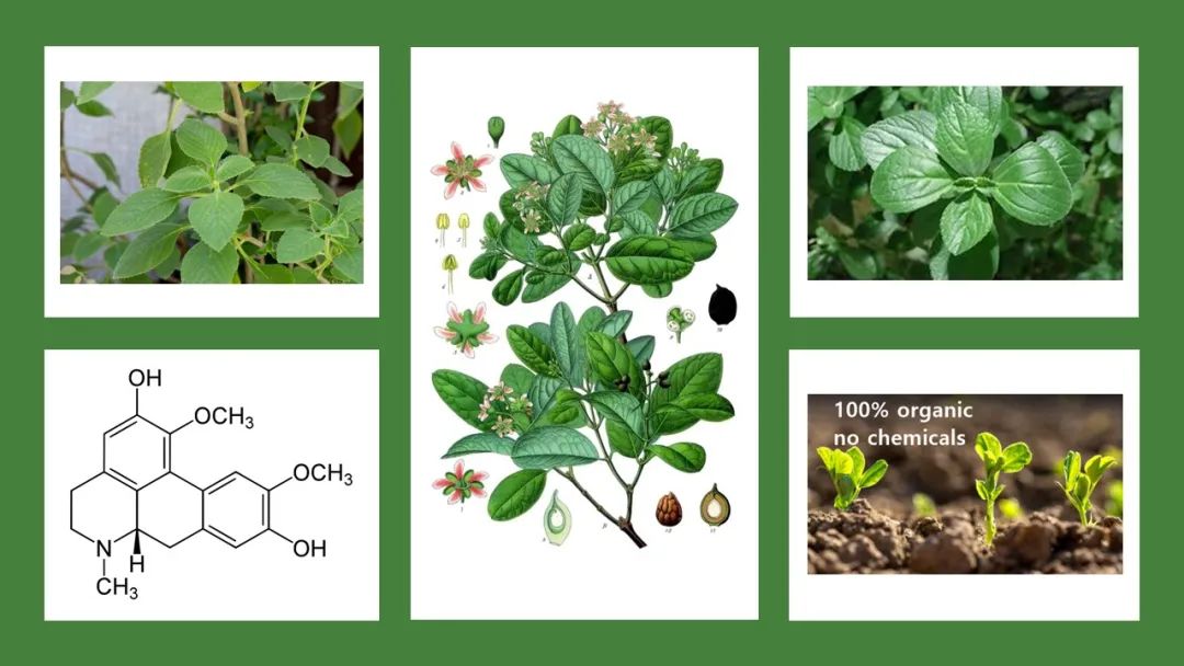 世界地理香料索引(8)—World Geographic Spice Index 世界地理香料索引(8)—World Geographic Spice Index