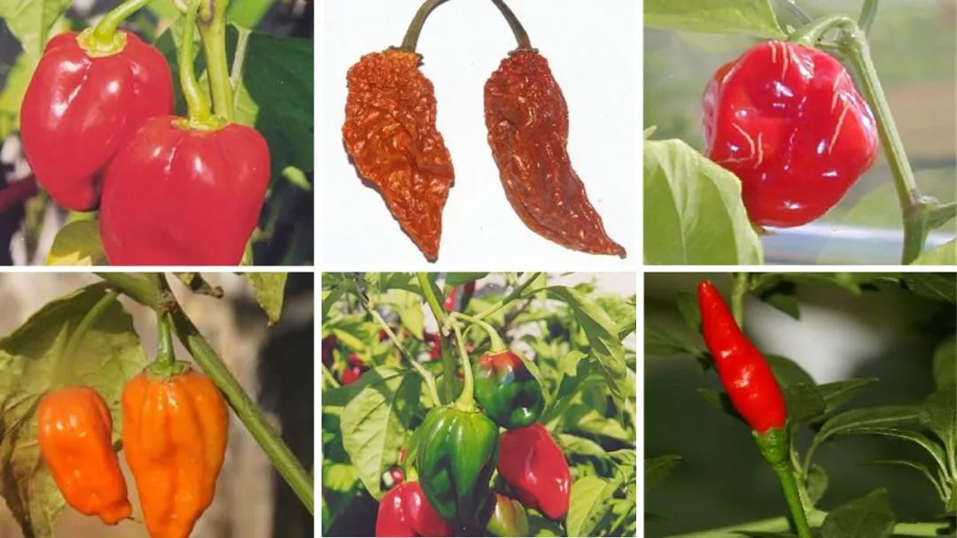 世界地理香料索引(8)—World Geographic Spice Index 世界地理香料索引(8)—World Geographic Spice Index