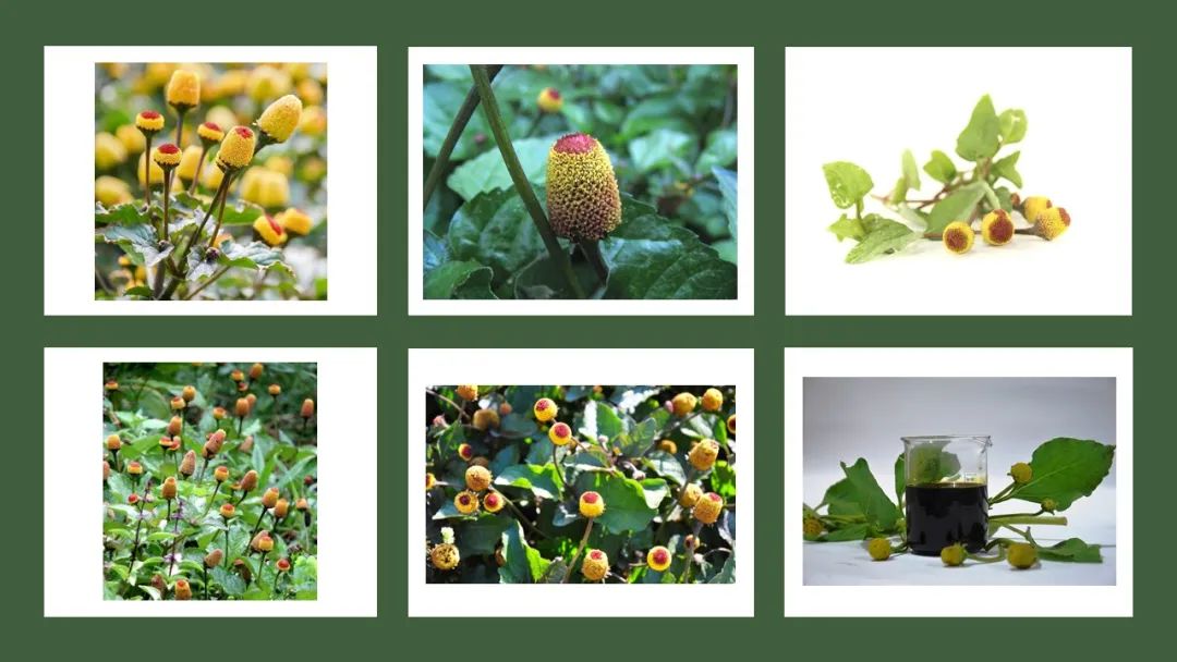 世界地理香料索引(8)—World Geographic Spice Index 世界地理香料索引(8)—World Geographic Spice Index