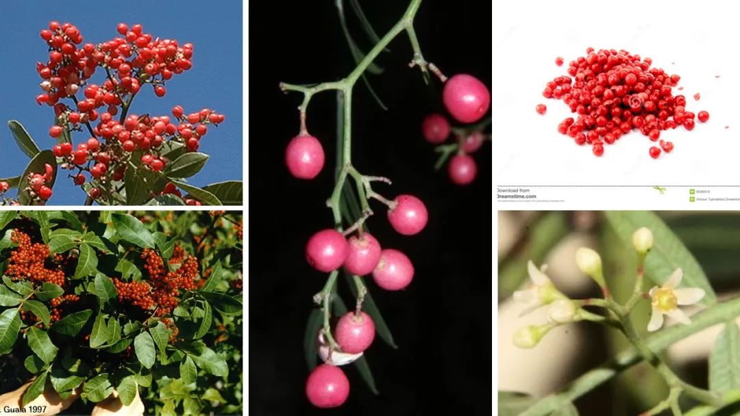 世界地理香料索引(8)—World Geographic Spice Index 世界地理香料索引(8)—World Geographic Spice Index