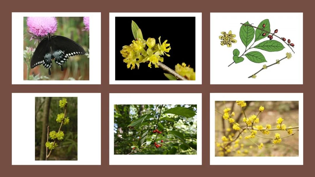 世界地理香料索引(8)—World Geographic Spice Index 世界地理香料索引(8)—World Geographic Spice Index