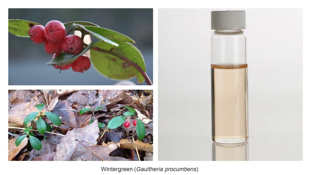 世界地理香料索引(8)—World Geographic Spice Index 世界地理香料索引(8)—World Geographic Spice Index