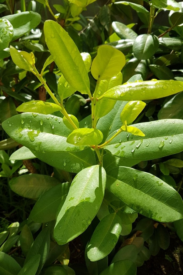 世界地理香料索引(8)—World Geographic Spice Index 世界地理香料索引(8)—World Geographic Spice Index