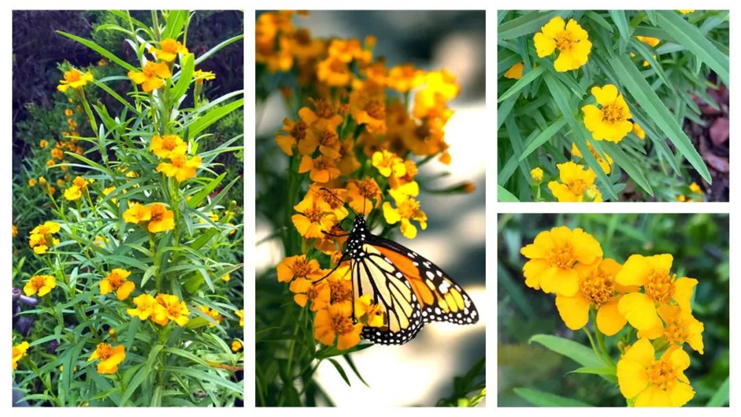 世界地理香料索引(8)—World Geographic Spice Index 世界地理香料索引(8)—World Geographic Spice Index