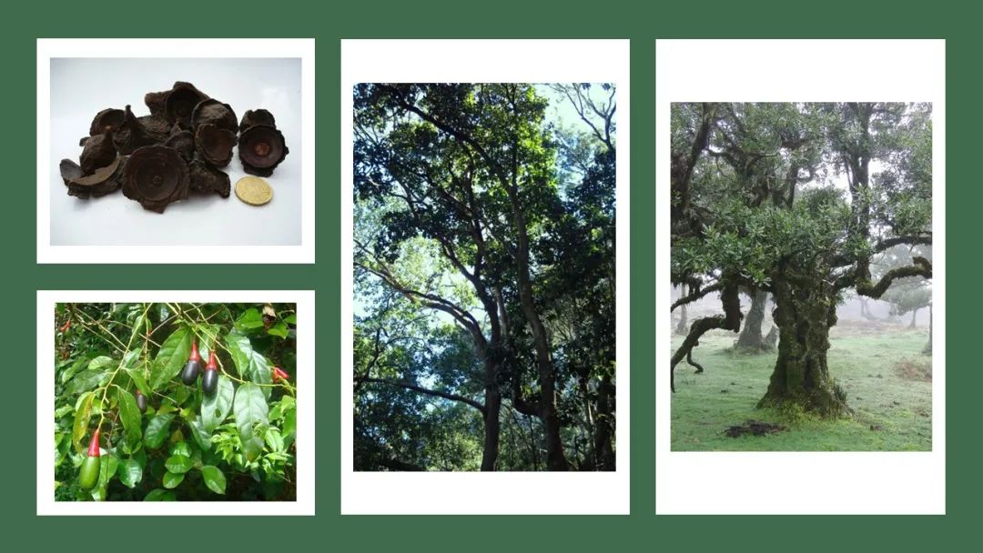 世界地理香料索引(8)—World Geographic Spice Index 世界地理香料索引(8)—World Geographic Spice Index