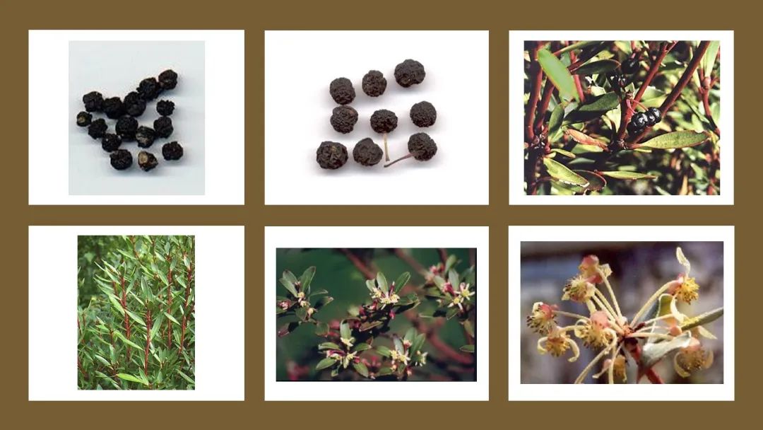 世界地理香料索引(9)—World Geographic Spice Index(9) 世界地理香料索引(9)—World Geographic Spice Index(9)