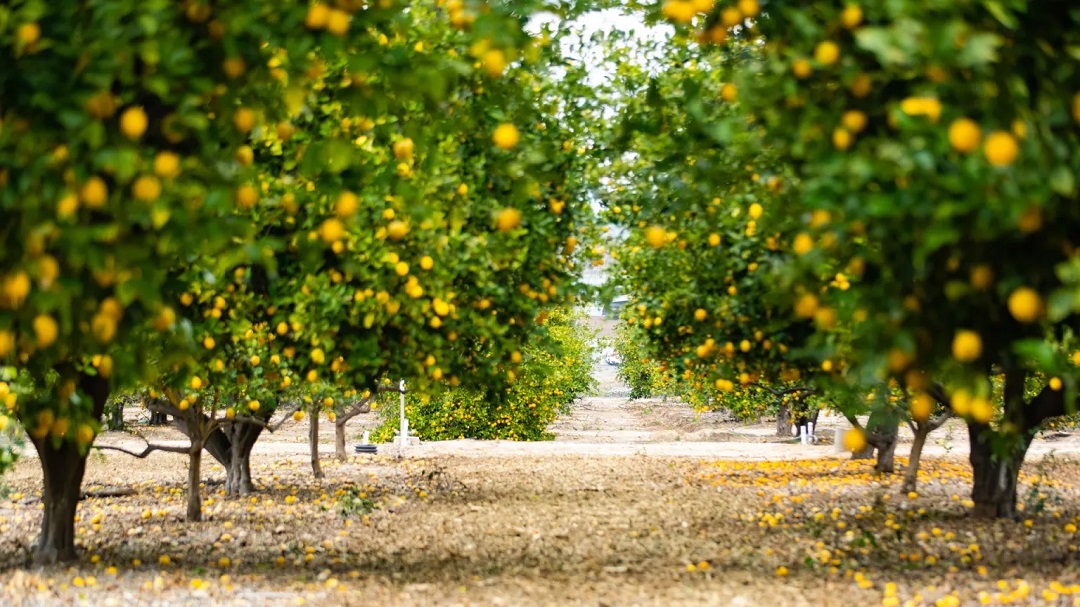 虛擬現(xiàn)實商業(yè)-奇華頓虛擬口味旅行?柑橘-把風味創(chuàng)造到下一個水平 虛擬現(xiàn)實商業(yè)-奇華頓虛擬口味旅行?柑橘-把風味創(chuàng)造到下一個水平