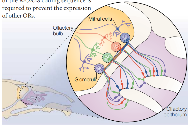 人工智能預(yù)測人類聞到的化學(xué)物質(zhì)是什么氣味 人工智能預(yù)測人類聞到的化學(xué)物質(zhì)是什么氣味