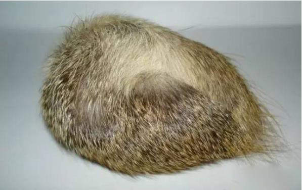 天然麝香與合成麝香的一切 天然麝香與合成麝香的一切