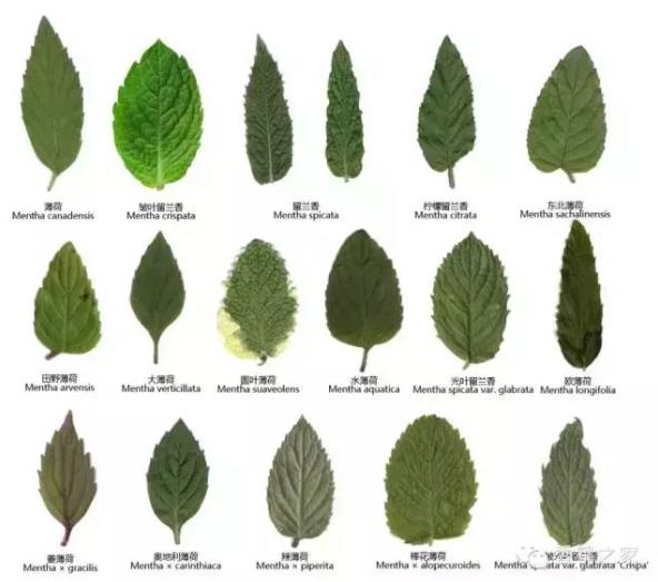 薄荷屬，你了解多少？