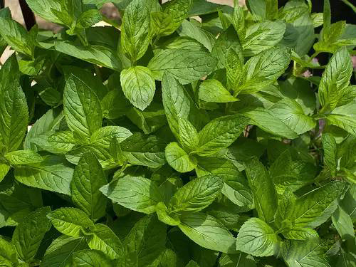 薄荷屬，你了解多少？