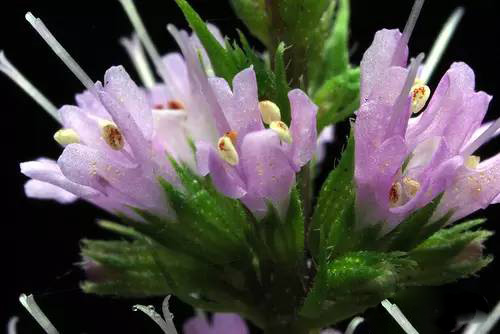 薄荷屬，你了解多少？