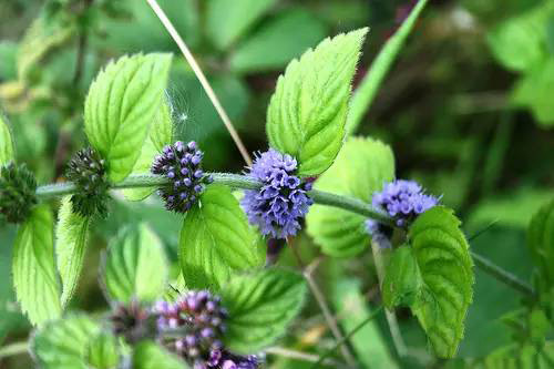 薄荷屬，你了解多少？