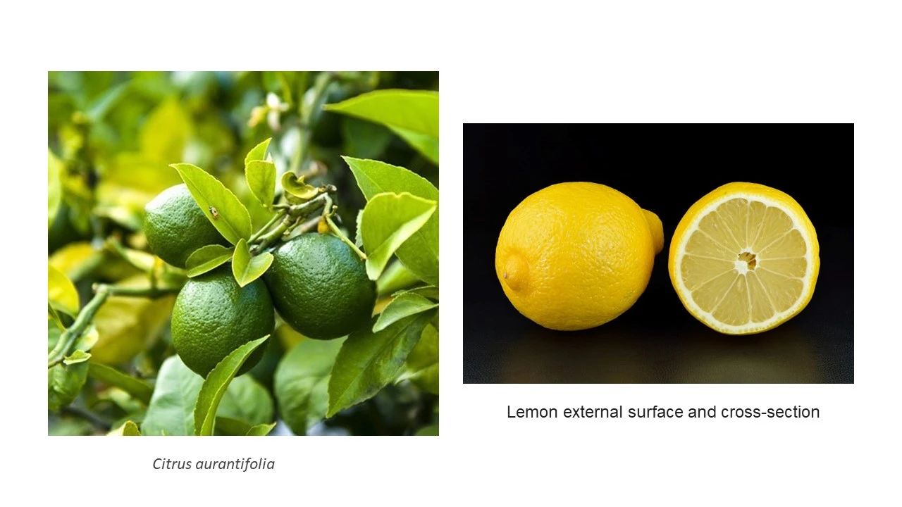 IFEAT關于檸檬的社會經(jīng)濟報告