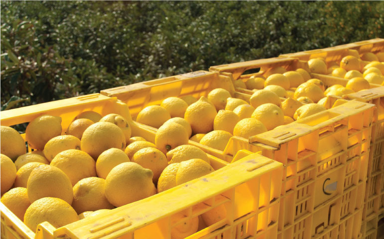 IFEAT關于檸檬的社會經(jīng)濟報告