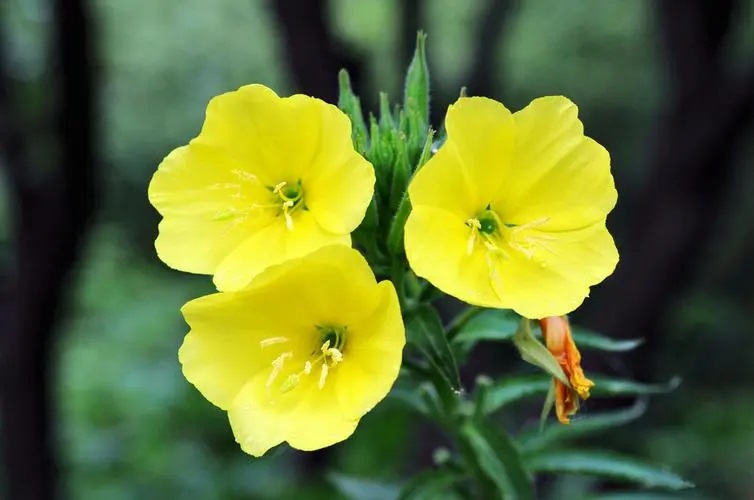 幾種常見的花香香精 幾種常見的花香香精