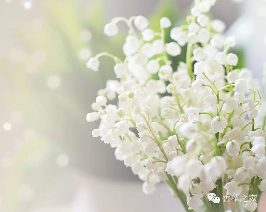 一款香水里有多少成分才足夠？