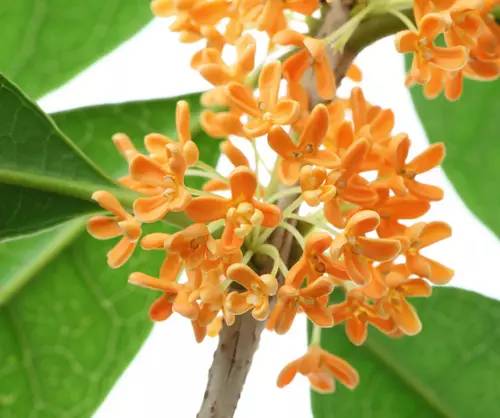 香水成分——桂花