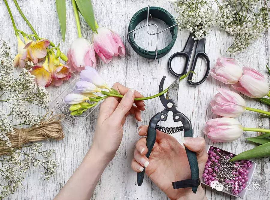 小蒼蘭:鮮花初長(zhǎng)成 小蒼蘭:鮮花初長(zhǎng)成