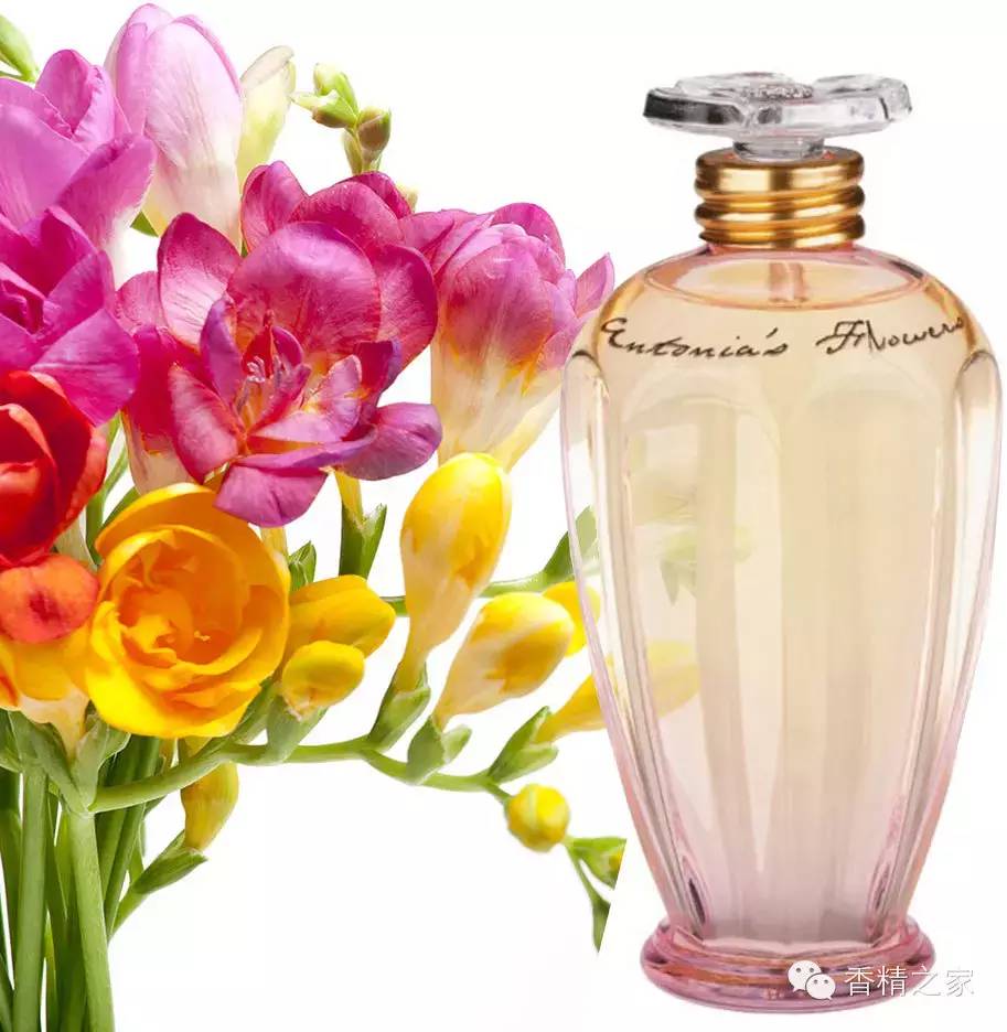 小蒼蘭:鮮花初長(zhǎng)成 小蒼蘭:鮮花初長(zhǎng)成