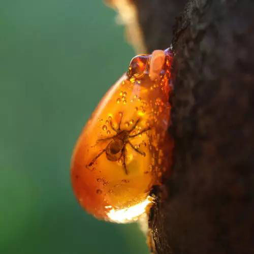 琥珀——凝結的陽光