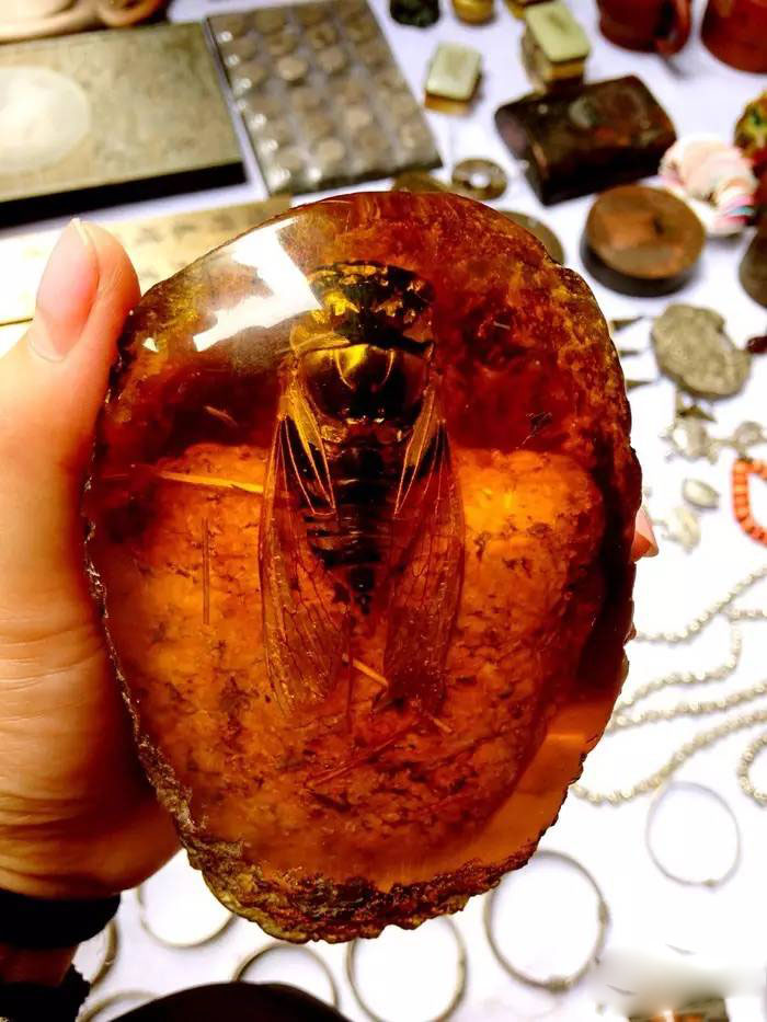 琥珀——凝結的陽光