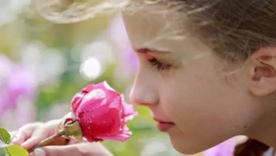 氣味的基本概念與基本學說 氣味的基本概念與基本學說