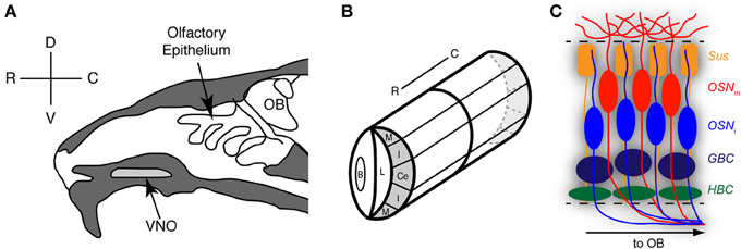 腦電圖與香水有什么關(guān)系? 腦電圖與香水有什么關(guān)系?