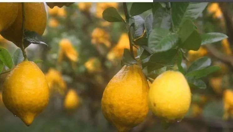陽光中的“佛手柑”，在拿破侖時期風(fēng)靡“全城”