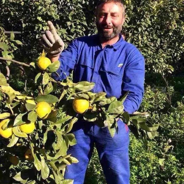 陽光中的“佛手柑”，在拿破侖時期風(fēng)靡“全城”