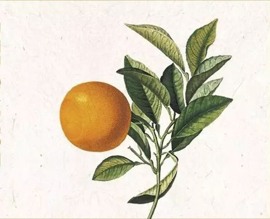 陽光中的“佛手柑”，在拿破侖時期風(fēng)靡“全城”