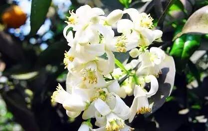 初春花香調(diào)香水盤點(diǎn) | 橙花系香水 初春花香調(diào)香水盤點(diǎn) | 橙花系香水